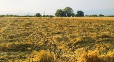 سفره‌ای که کشاورز مهاجر افغانستانی در ایران پهن کرده است!