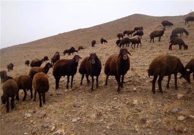 بهبود شاخص‌های تولید گوسفندان بومی