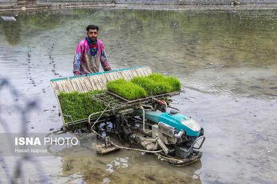 عکس/ بانک نشاء برنج