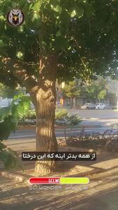 عاقبت خوردن توت کنار خیابان + فیلم