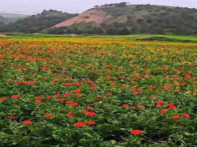 ترکمن صحرا با زیبایی های بی پایانش