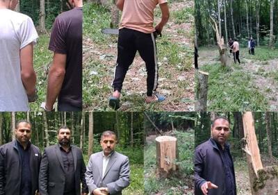 قطع ۶۴ درخت به دلیل انتقام‌جویی شخصی!
