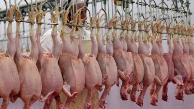 قیمت گوشت مرغ، امروز ۱۶ اردیبهشت ۱۴۰۴
