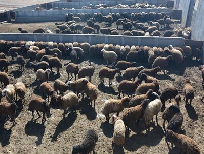 خشکسالی در کمین تولید گوشت قرمز ‌/ واردات دام افغانستانی به ایران