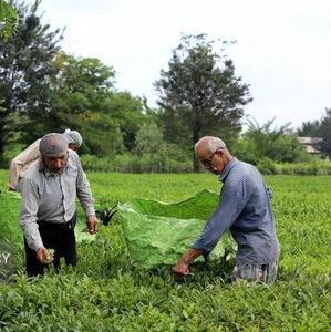 خرید ۲۲ هزار تُن برگ سبز چای از چایکاران شمال کشور