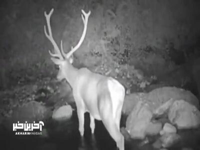 بزرگترین مرال نر جنگل‌های هیرکانی