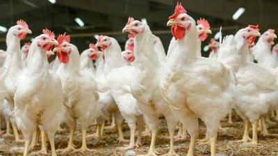 قیمت گوشت مرغ، امروز ۱۷ اردیبهشت ۱۴۰۴