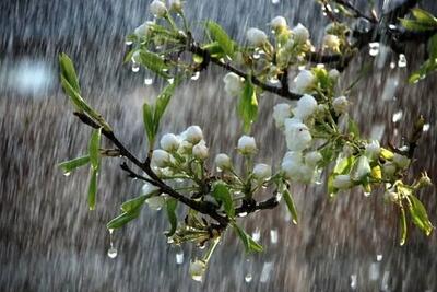 تداوم رگبارهای بهاری و افزایش دما در خراسان شمالی