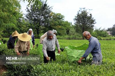 خرید ۲۲ هزار تُن برگ سبز چای از چایکاران شمال کشور