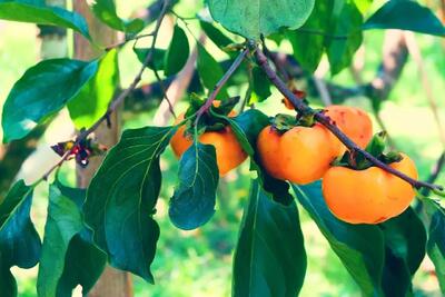 ببینید | تولید شکر از خرمالو در چین!