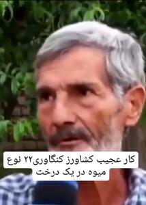 وقتی همه‌ی میوه‌های یه باغ روی یک درخت است! + فیلم