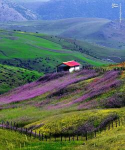 گل های بهاری تالش