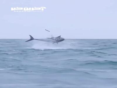 ماهیِ تُن باله آبی درحال شکار