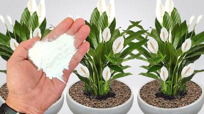افزایش رشد گیاهان با یک ماده طبیعی