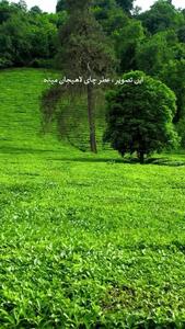 فیلم / باغ چای لاهیجان