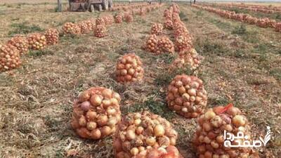 خرید توافقی پیاز از کشاورزان آغاز شد