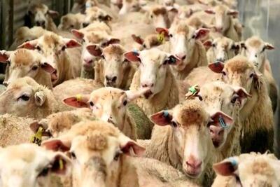 قیمت دام زنده امروز ۲۰ اردیبهشت ۱۴۰۴