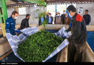 رئیس سازمان چای: 25 هزار تن برگ سبز چای خریداری شد - تسنیم