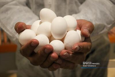 شوک قیمتی تخم مرغ