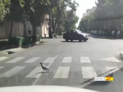 عبور کلاغ با فرهنگ از خط عابر پیاده!