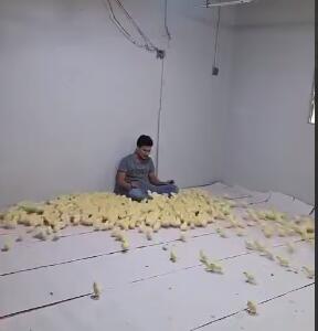جذبِ حداکثری جوجه ها با صداسازی