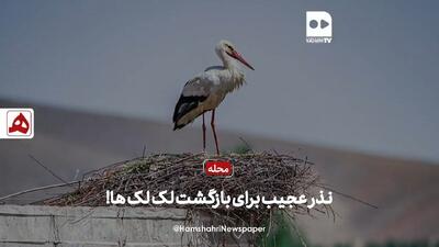 فیلم| نذرعجیب جوانان برای بازگشت لک‌لک‌ها