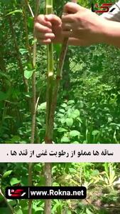 گره گیاه ژاپنی یک گیاه عجیب + فیلم