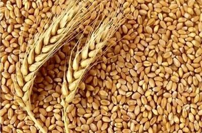 یک میلیون و ۶۰۰ هزار تن گندم از کشاورزان خریداری شد
