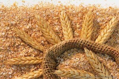 ۱۶ مرکز استان مرکزی آماده خرید گندم کشاورزان