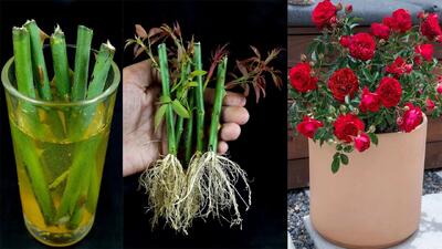 چگونه درخت گل رز را از شاخه در آب پرورش دهیم (تکنیک های جدید)