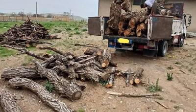 ۳ قاچاقچی چوب در آمل دستگیر شدند