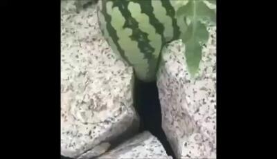 هندونه رو نگاه کنید کجا رشد کرده !
