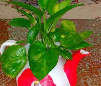 از شما/ناهاردلمه برگ مو🌺🌺🌺