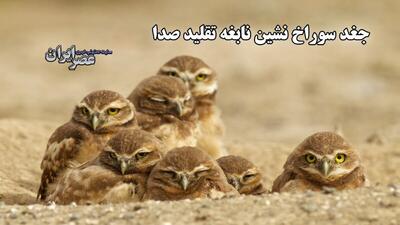 ببنید بچه جغدهای باهوش با تقلید صدای مار زنگی چطور گورکن را فراری دادند
