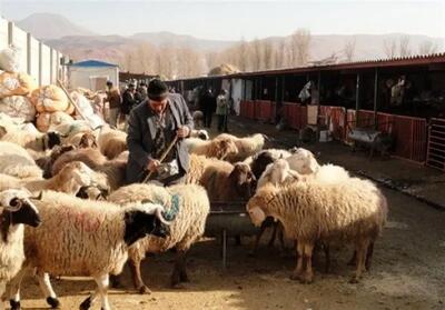قیمت دام زنده امروز سه‌شنبه ۲۳ اردیبهشت ۱۴۰۴