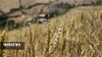 مزارع طلایی قم در انتظار برداشت گندم