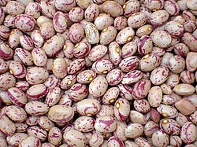 وزیر کشاورزی: روزهای آخر گرانی لوبیا چیتی است!
