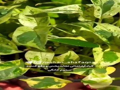 گل پتوس دشمن آلودگی هوای اتاق