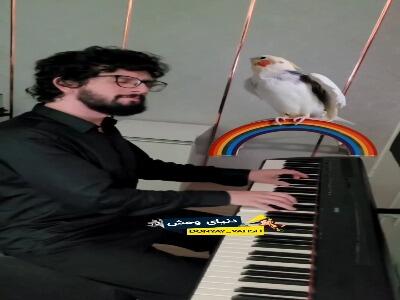 همراهی جالب پرنده خوش صدا با نوازنده
