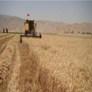 کام گندمکاران شیرین شد