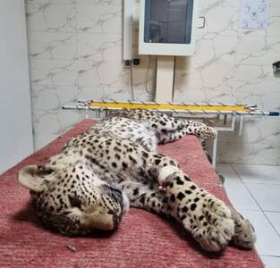 پلنگ زخمی کرج به مرکز درمانی انتقال داده شد+عکس