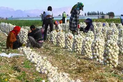 پرداخت همزمان وجه با خرید تضمینی پیاز به دستور وزیر جهاد کشاورزی
