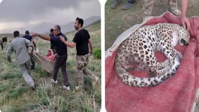 پلنگ ماده ایرانی در البرز تلف شد