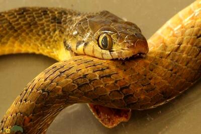  اگر یک مار خودش را نیش بزند چه می‌شود؟