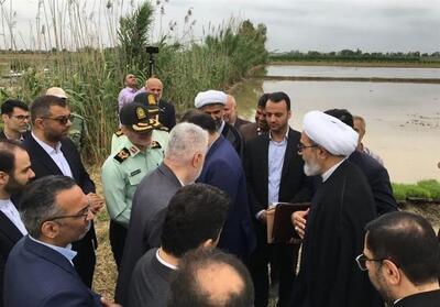 معاون قوه قضائیه‌: با دلالان در بازار برنج برخورد می‌کنیم - تسنیم