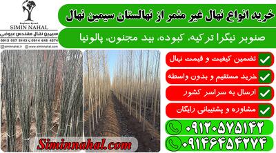 نهال کبوده با کیفیت تضمینی، فقط کافیست تماس بگیرید
