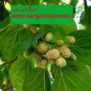 طرز تهیه دمنوش برگ توت سفید+ خواص شکفت انگیز