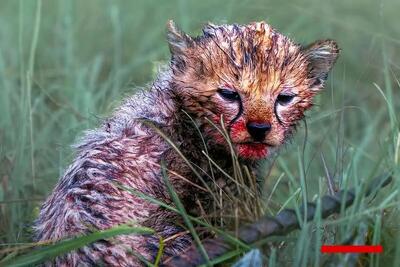 چهره‌های آغشته به خون توله‌های یوزپلنگ پس از غذاخوردن! | تصاویر