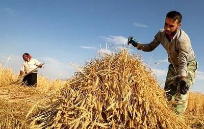 آغاز پرداخت مطالبات گندم کاران در فارس