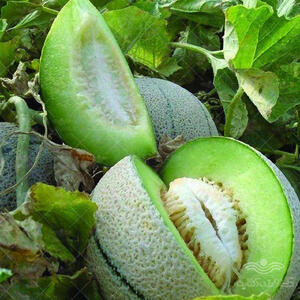 خواص طالبی که بعد از خوردن آن نصیب تان می شود